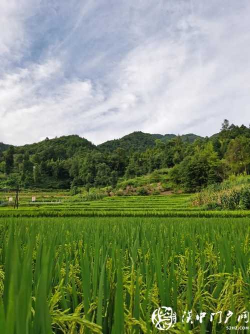 產業扶貧為鎮巴梅坡村插上騰飛的翅膀