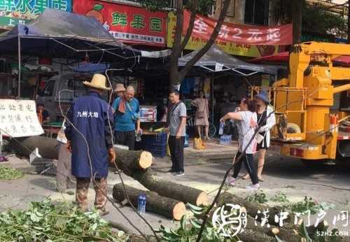 漢中市區一棵10米大樹突然傾倒，刮倒高壓線，所幸無人傷亡