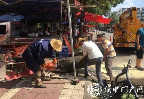 漢中市區一棵10米大樹突然傾倒，刮倒高壓線，所幸無人傷亡