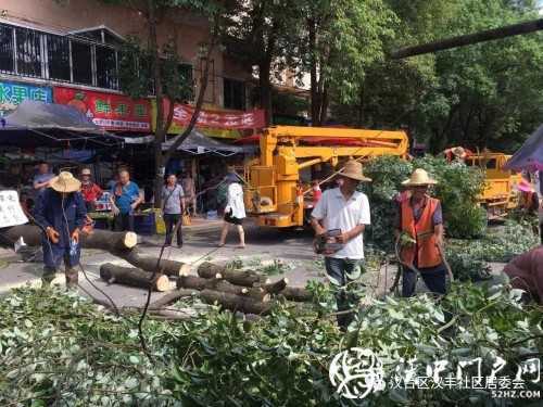 漢中市區一棵10米大樹突然傾倒，刮倒高壓線，所幸無人傷亡