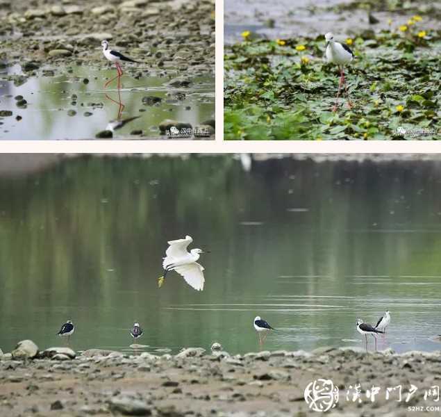 暴雨過后，漢中驚現“長腿歐巴”！