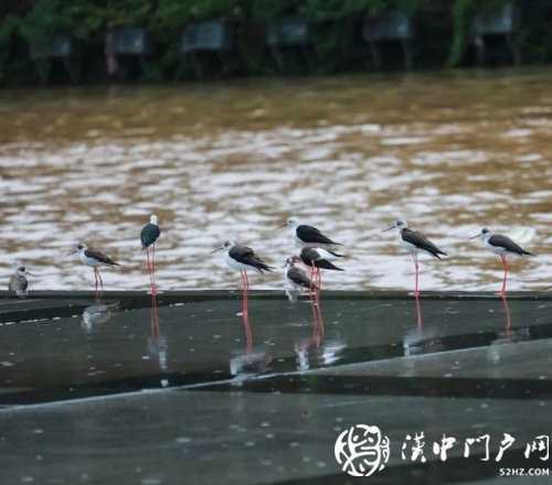 暴雨過后一群黑翅長腳鷸光臨略陽！