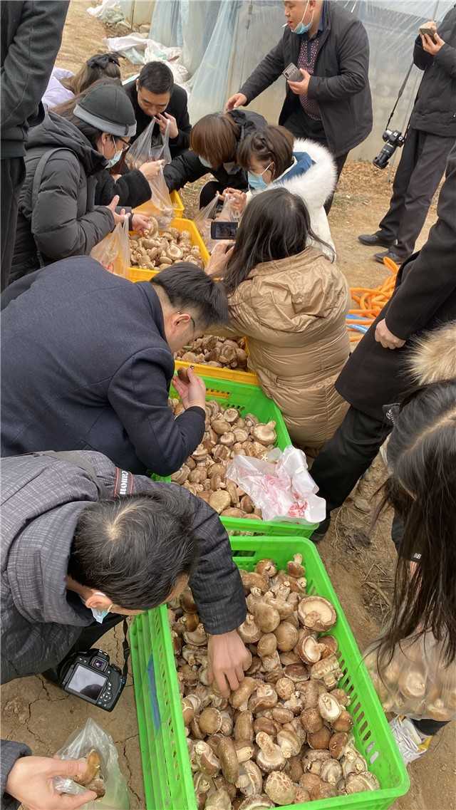 【新春走基層】留壩青崗坪村：黨員干部帶頭食用菌產業  鼓起村民“錢袋子”