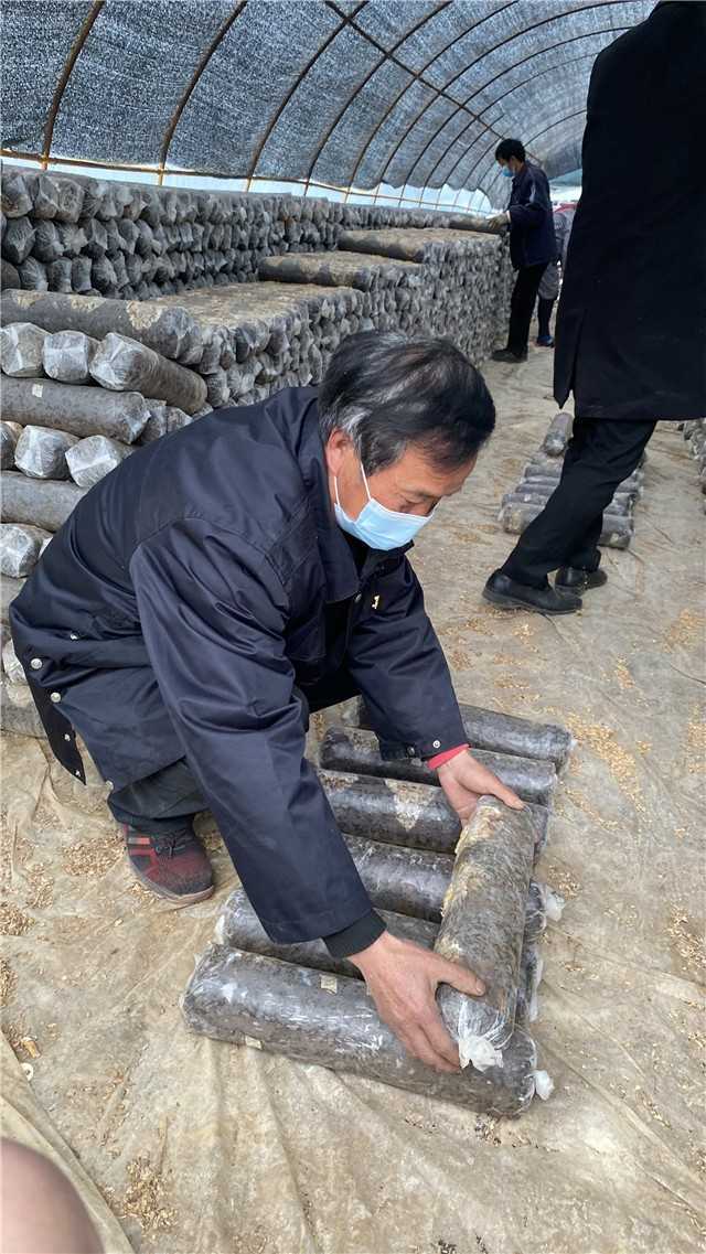 【新春走基層】留壩青崗坪村：黨員干部帶頭食用菌產業  鼓起村民“錢袋子”