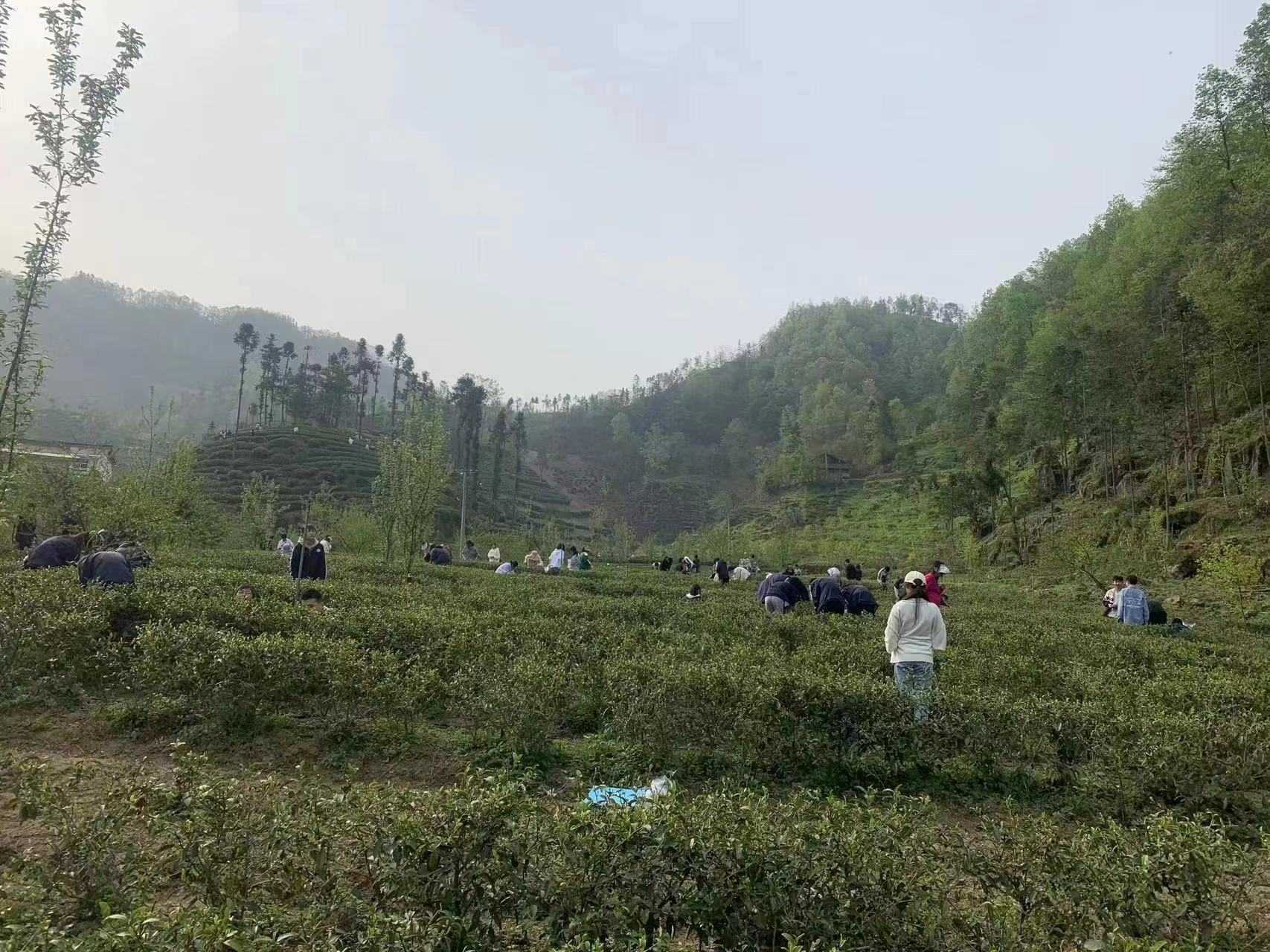 楮河茗飲賦