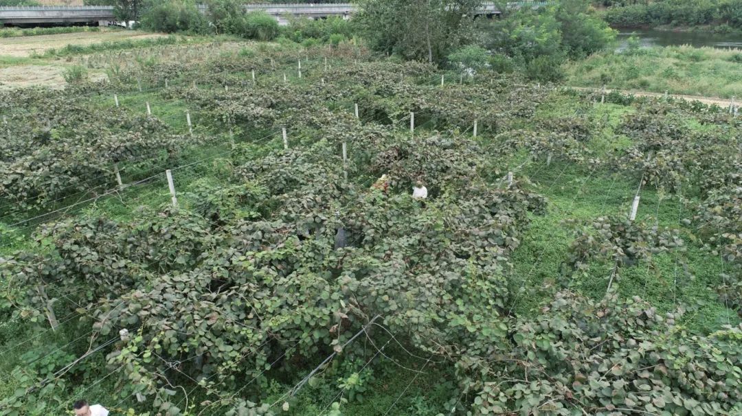 漢臺9000余畝獼猴桃迎來豐收季