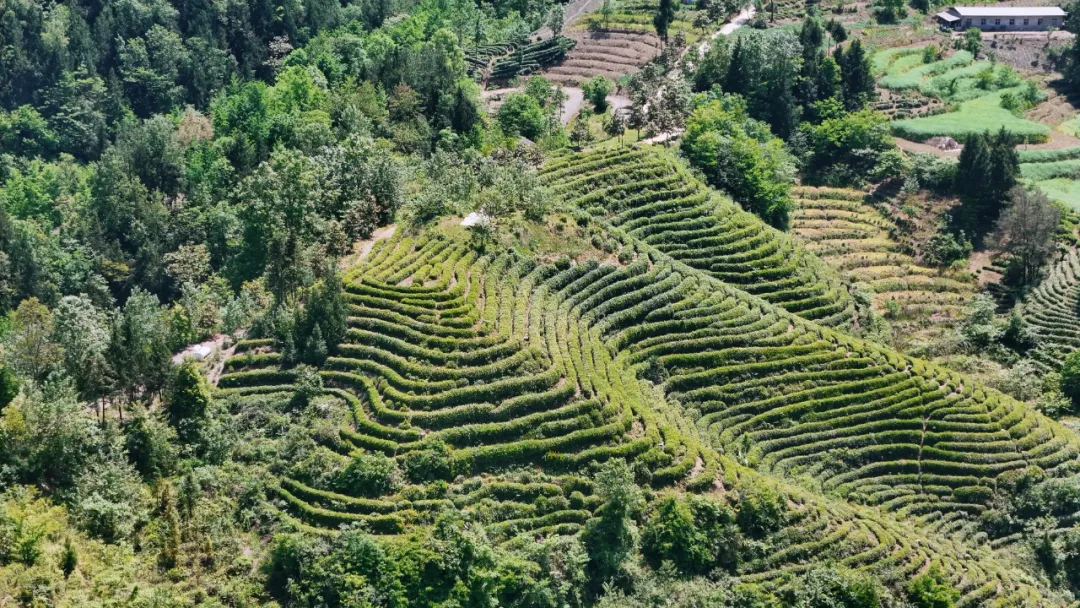 西鄉(xiāng)縣高川鎮(zhèn)第三屆“生態(tài)茶鄉(xiāng)·高川味道”茶事活動精彩紛呈！