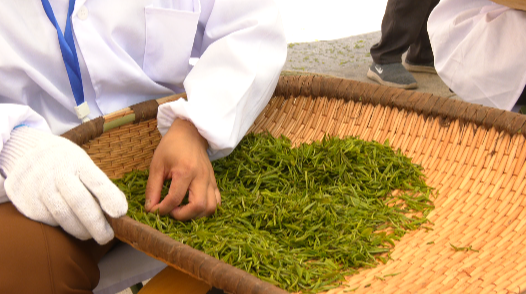 城固舉行第二屆茶農豐收節暨全民飲茶活動