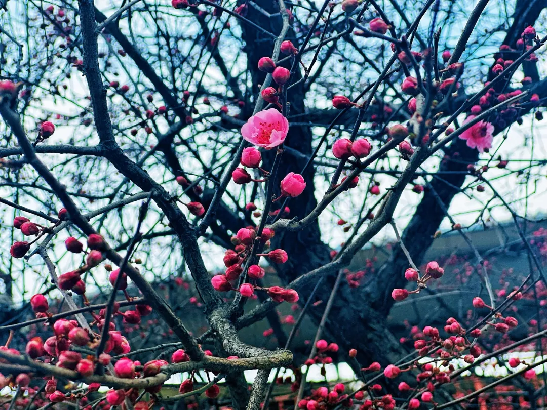 春日預報！漢臺街頭一大波花卉強勢來襲