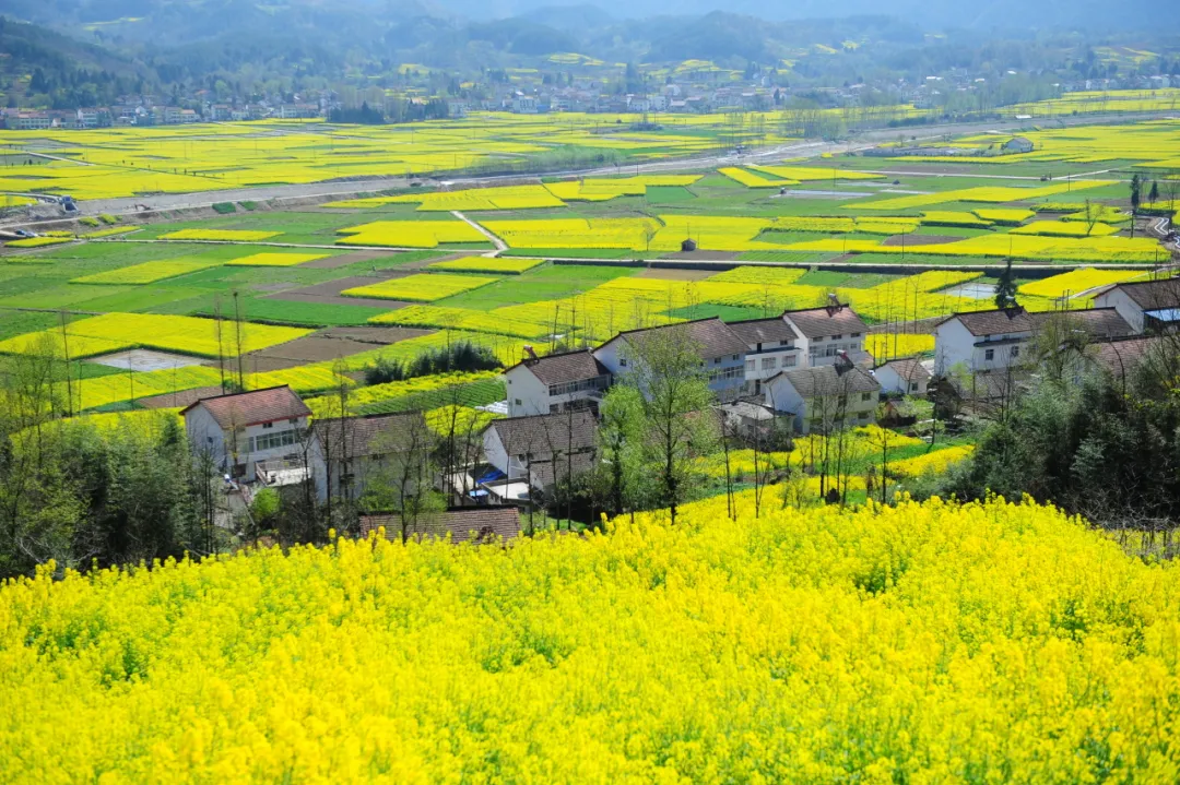 賞花海，觀馬術(shù)！3月，漢中等你！