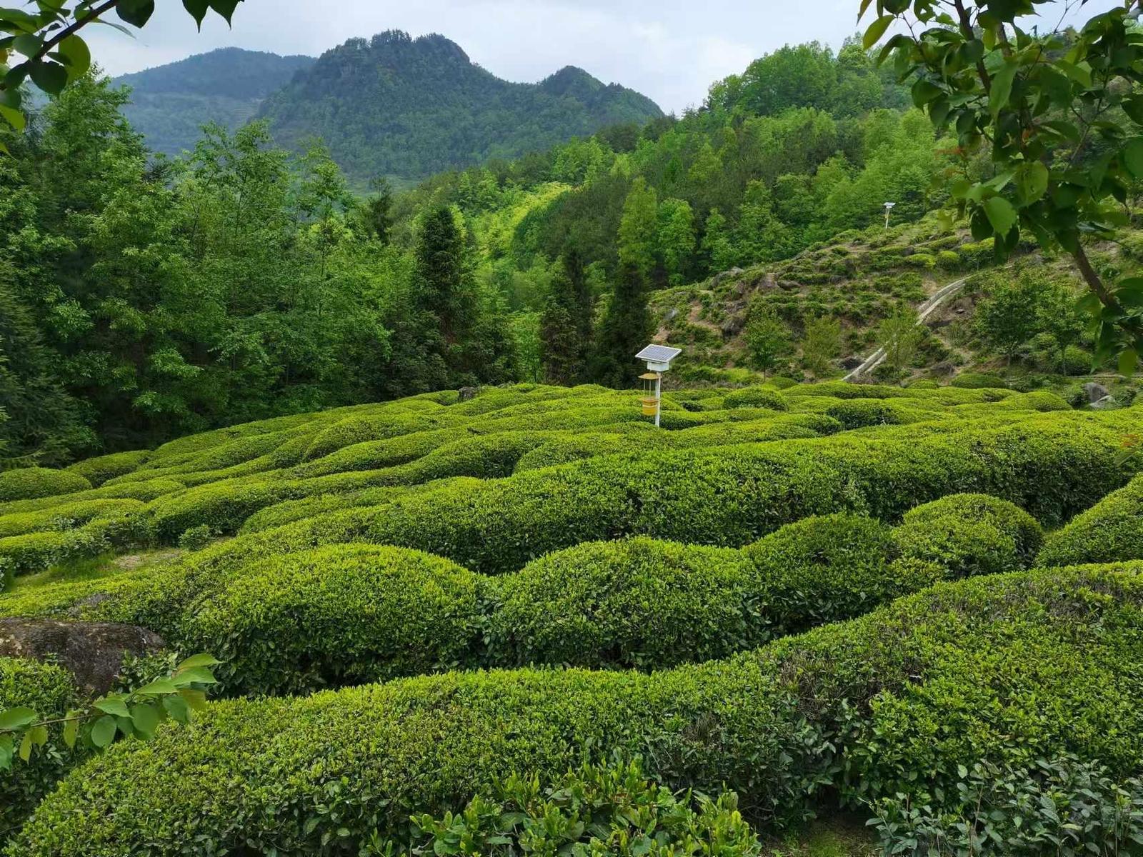 漢中“漢緣紅茶”法人陳紀發榮獲國家“制茶大師”稱號