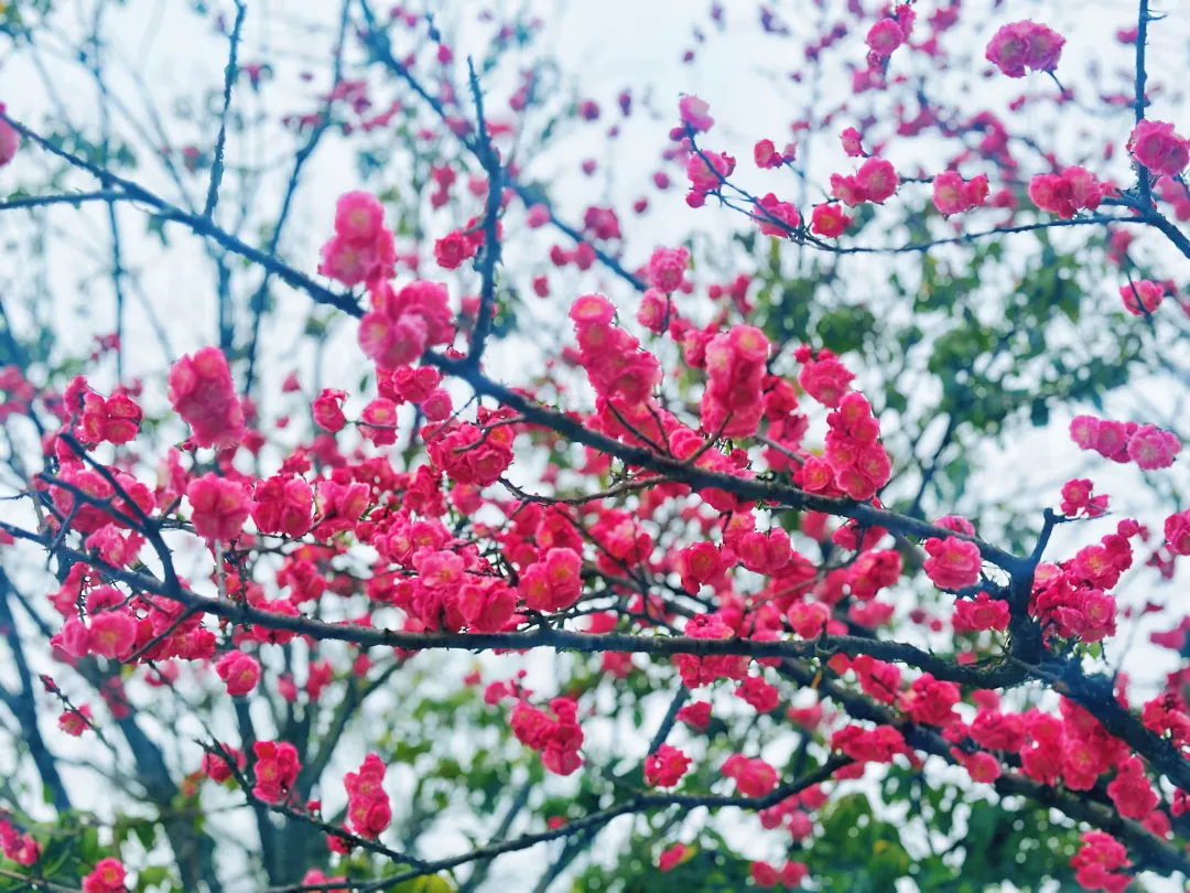 春日預報！漢臺街頭一大波花卉強勢來襲