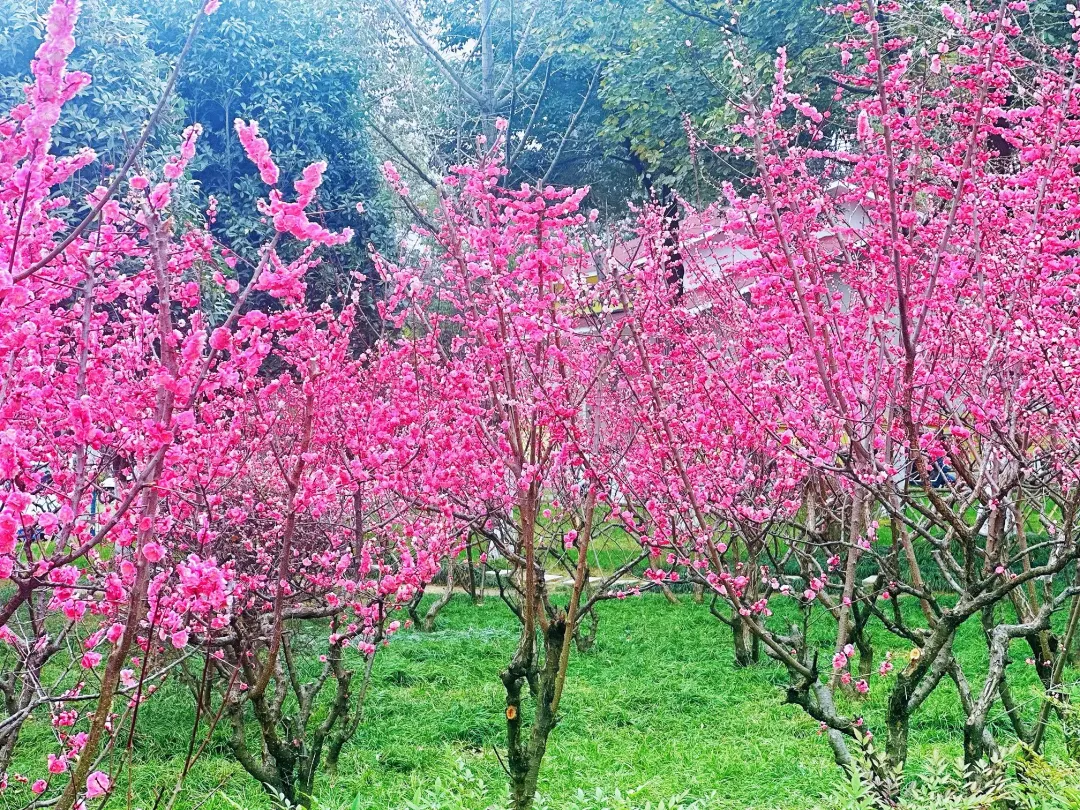 春日預報！漢臺街頭一大波花卉強勢來襲