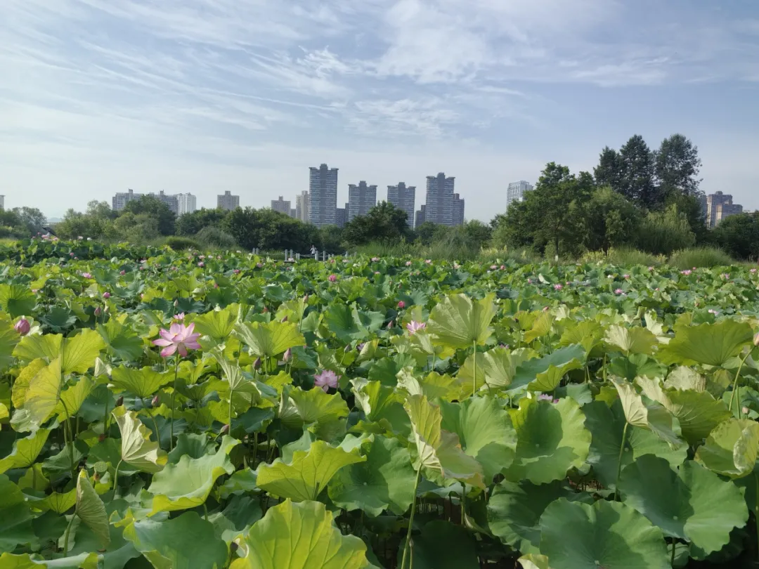 20多家中省媒體聚焦！重點關注漢中生態畫卷→