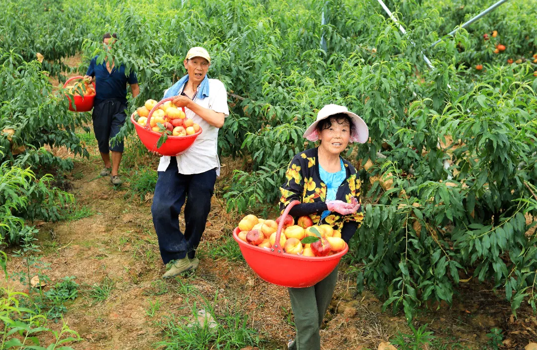 漢臺區漢王鎮：“千萬工程”繪新景 和美鄉村入畫來